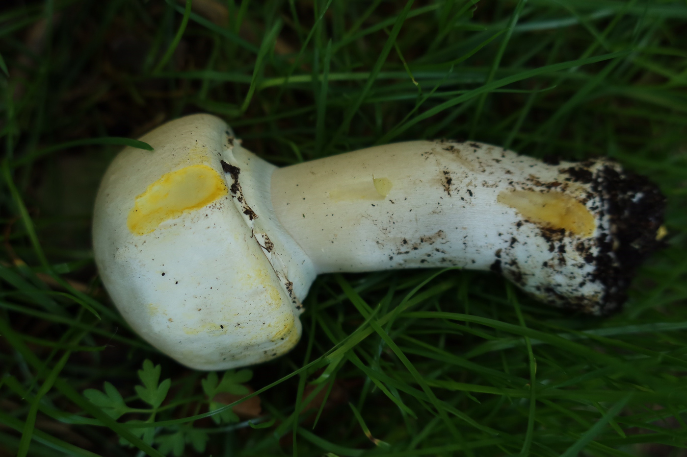 Agaricus xanthodermus  by Claire Williams